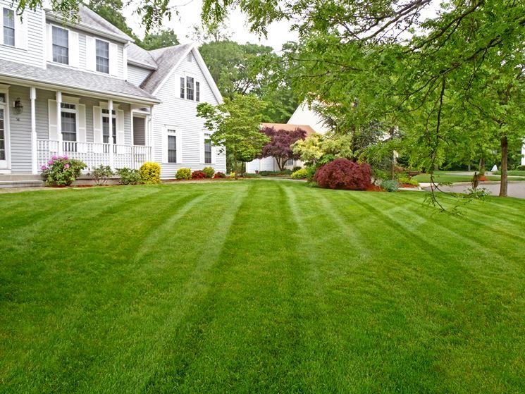 Striped lawn with white colonial home